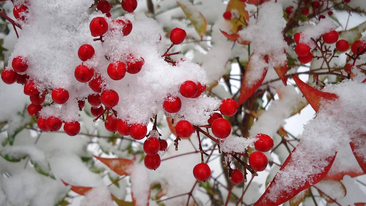 红色果实冰雪5k高清壁纸