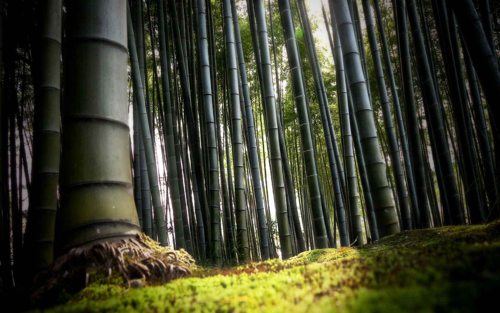 竹山桌面背景图片