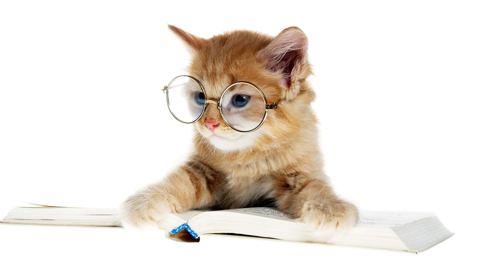 小猫,眼镜,书,爱学习的猫桌面高清壁纸