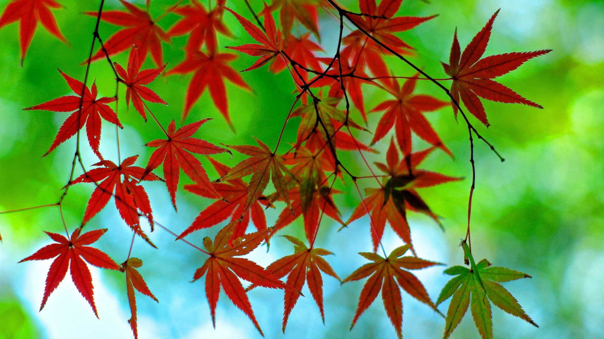 红色叶子,树枝,秋天,绿色背景桌面高清壁纸