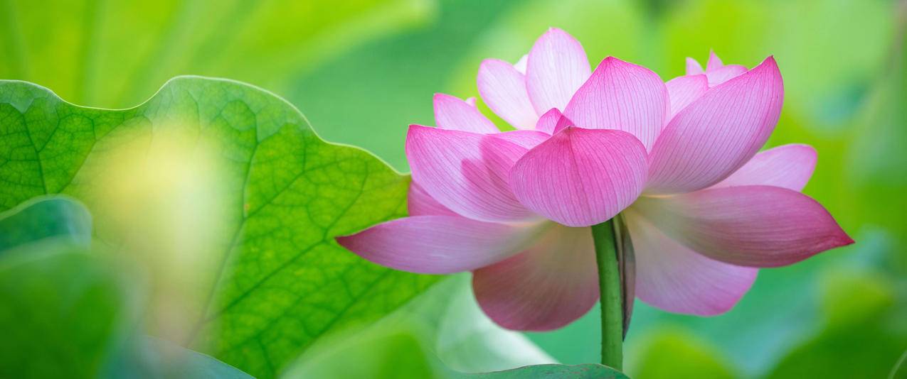 粉色荷花3440x1440带鱼屏高清壁纸