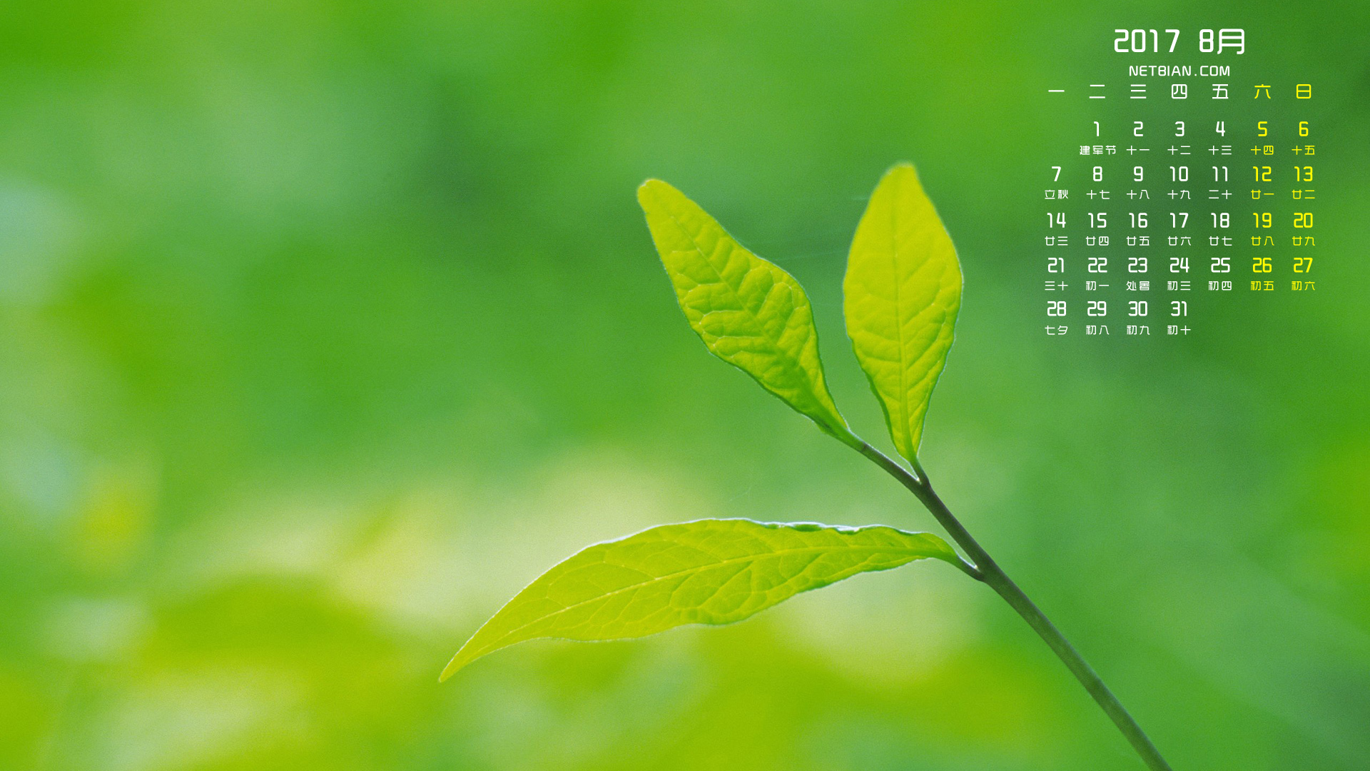 树叶2017年8月日历桌面高清壁纸