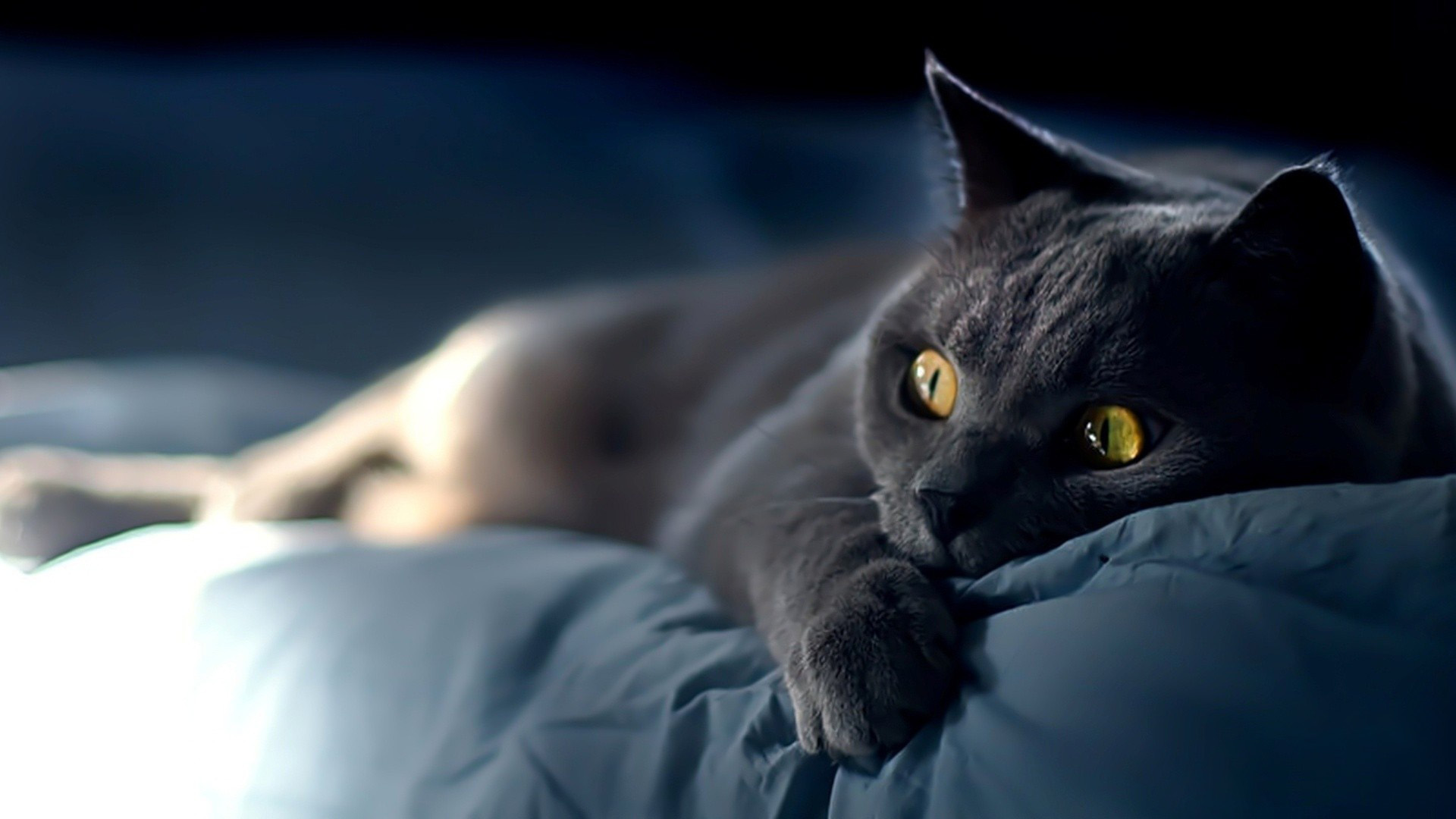 懒懒的小黑猫桌面高清壁纸