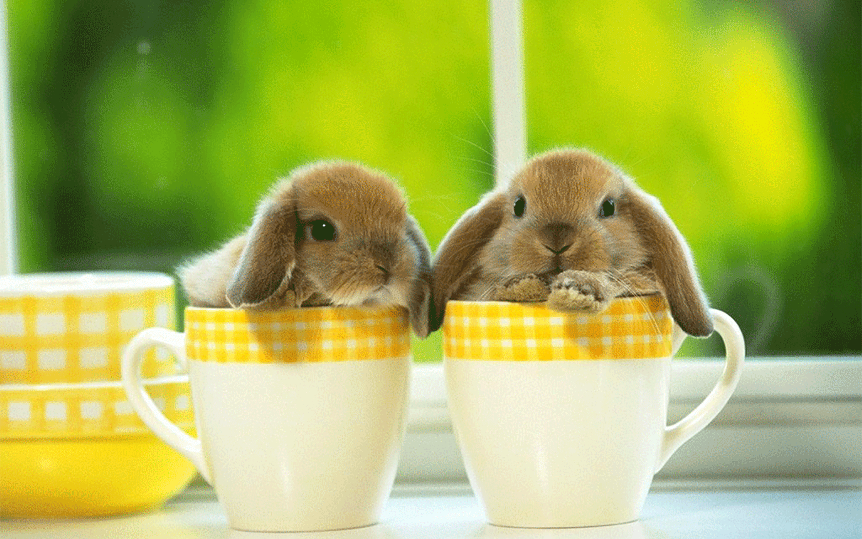两只可爱幸福的小兔子动态桌面高清壁纸