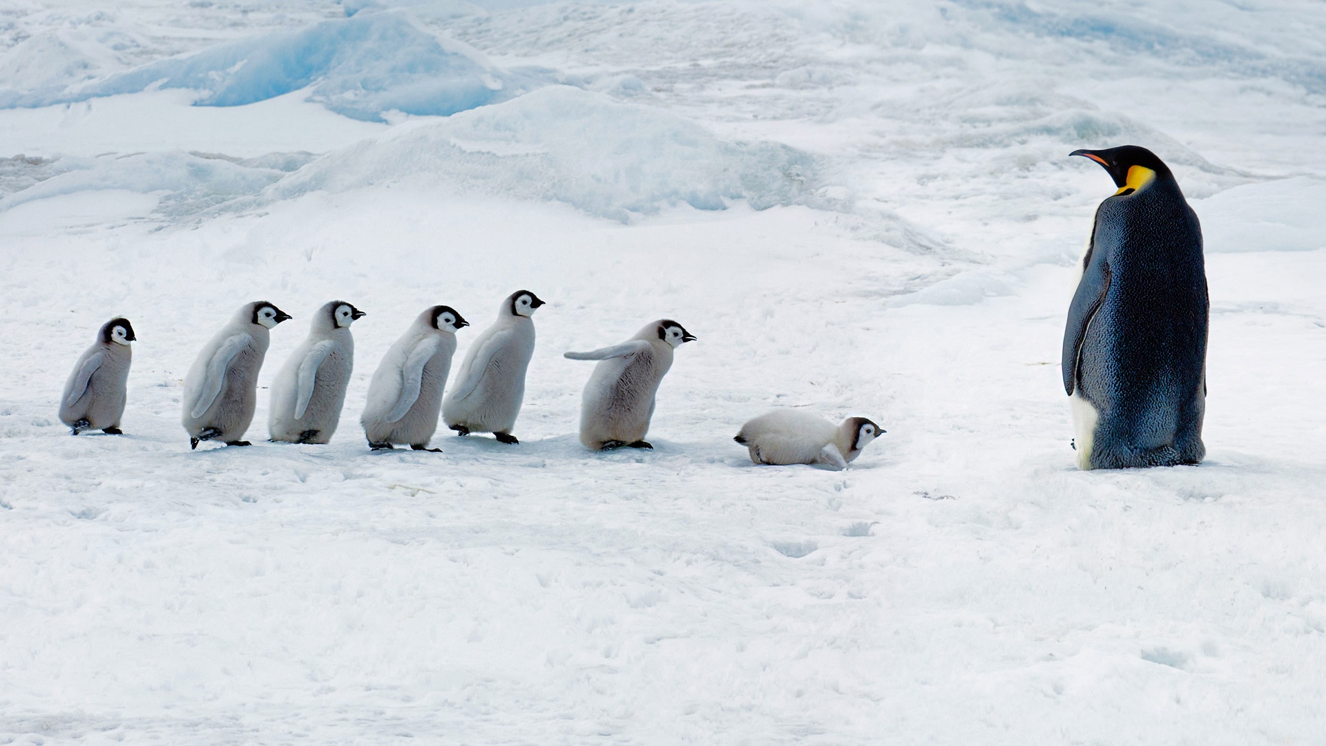 南极可爱小企鹅和妈妈桌面高清壁纸