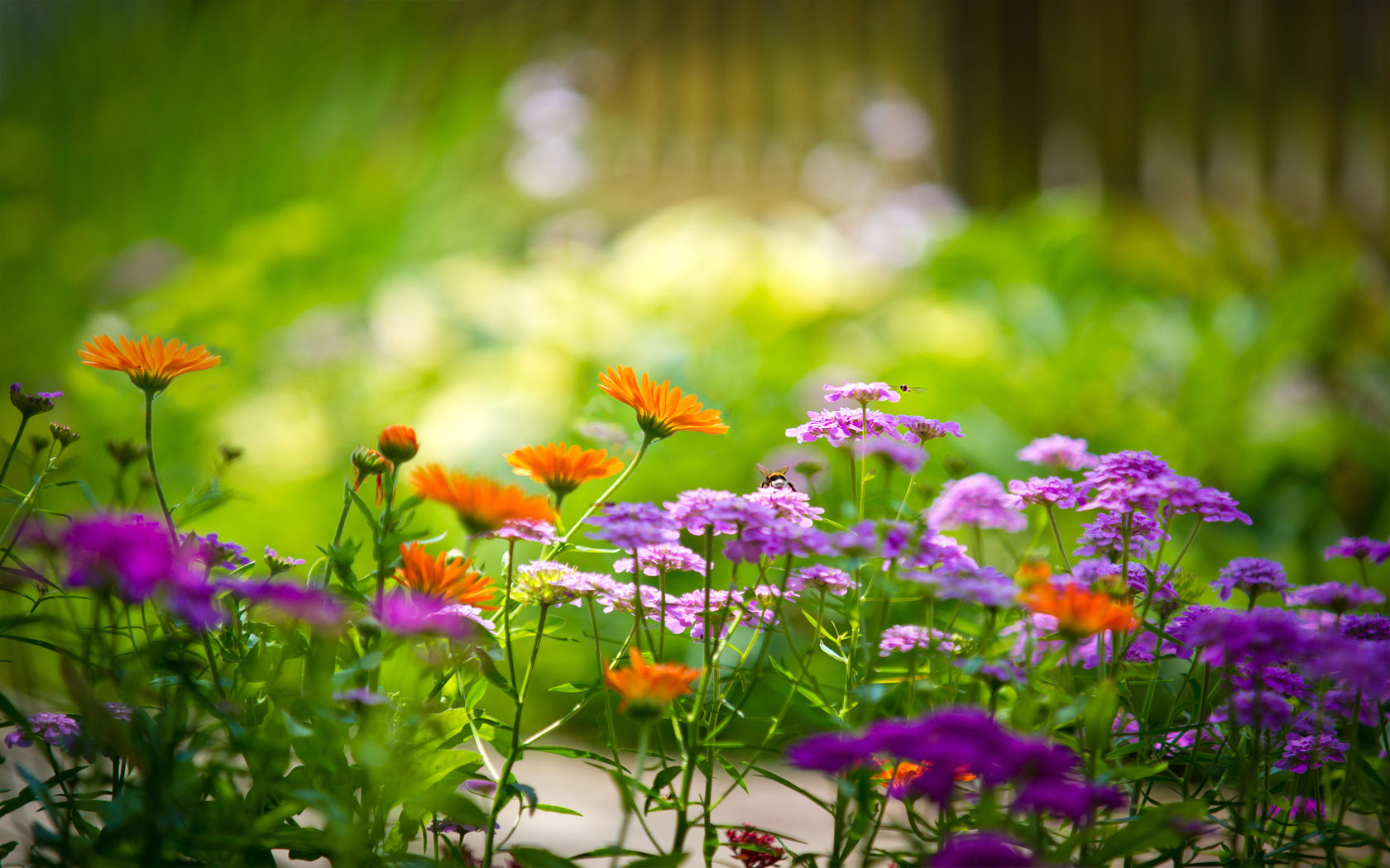 养眼花风景桌面高清壁纸