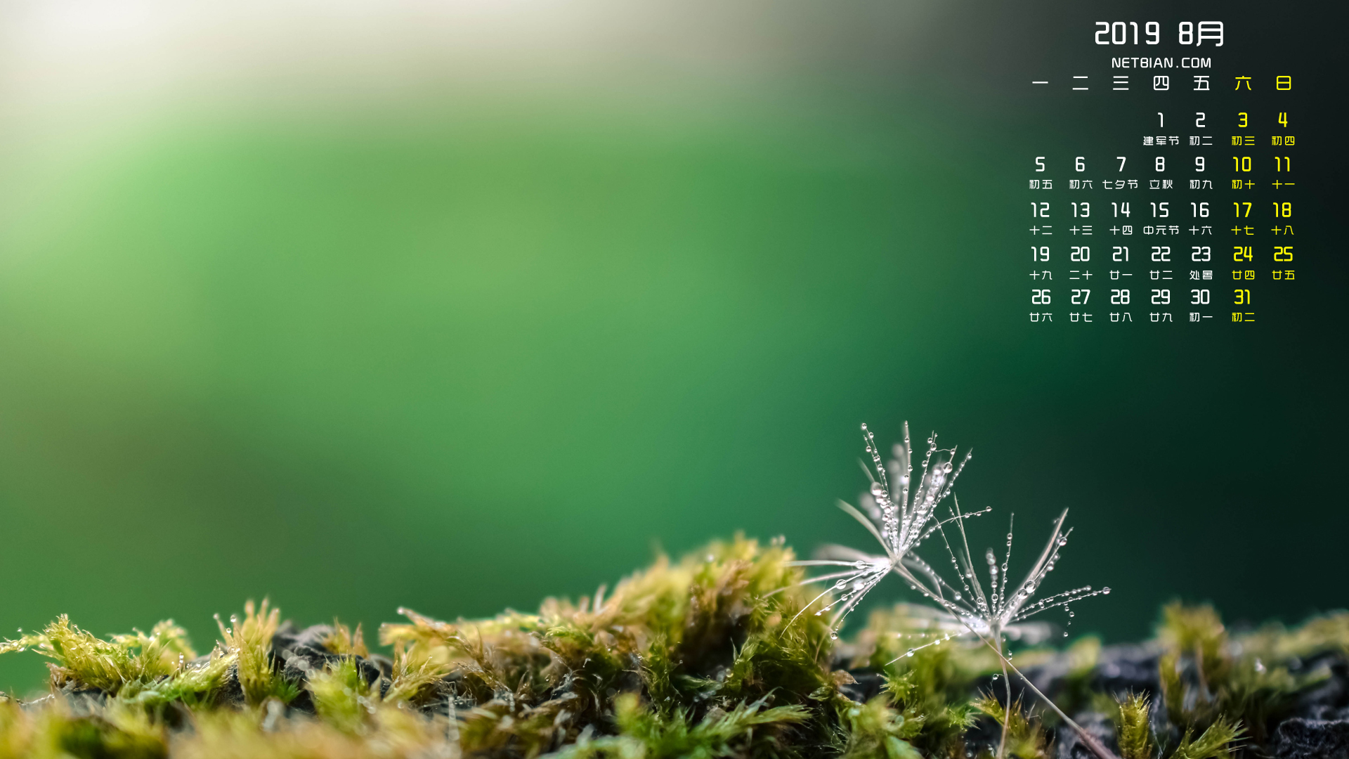 蒲公英2019年8月日历桌面高清壁纸