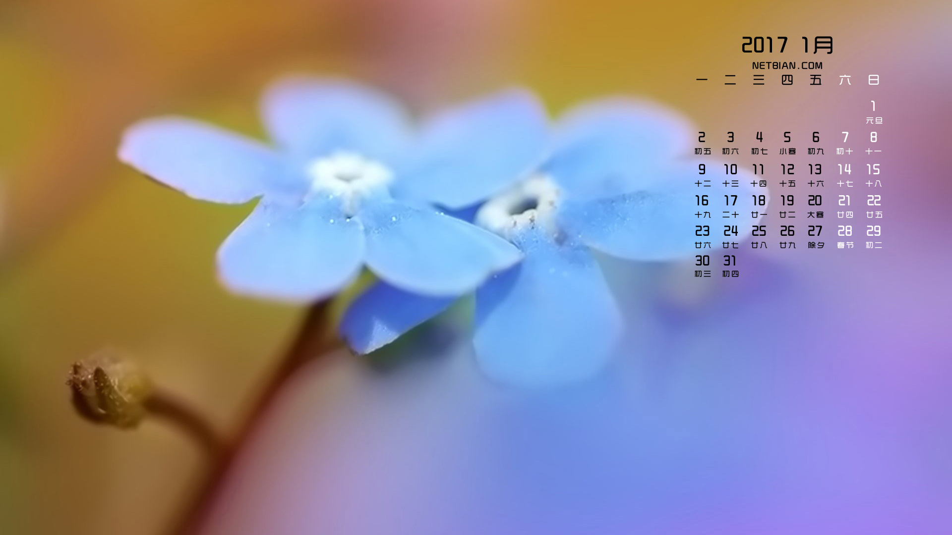 小花2017年1月日历桌面高清壁纸