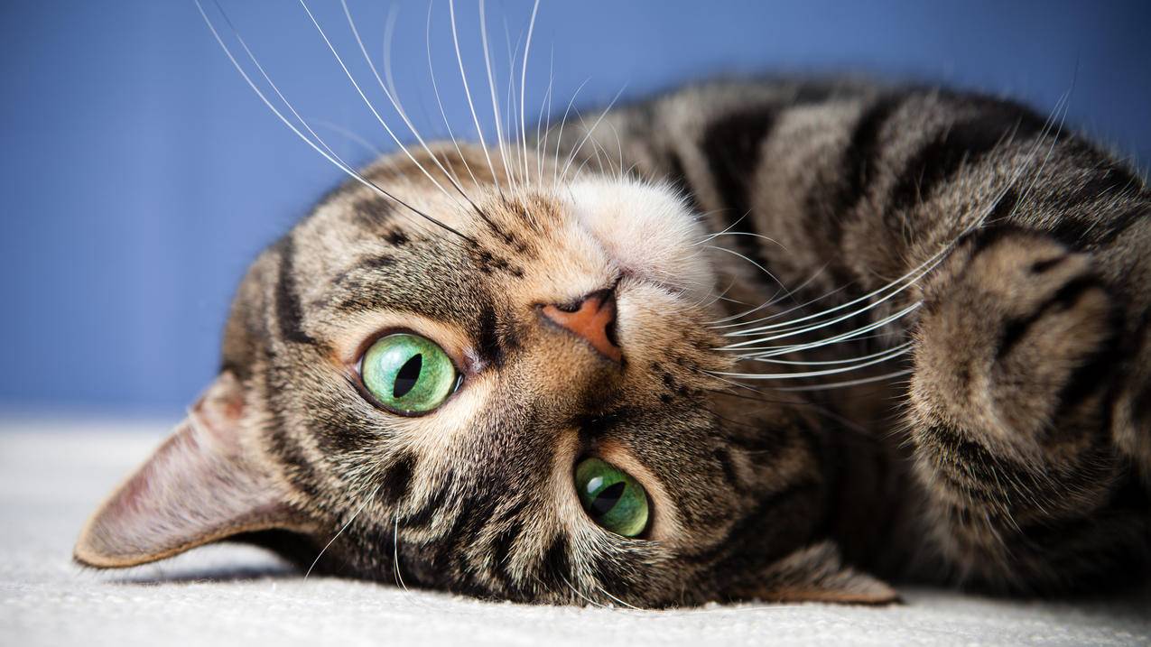 倒 睁着眼睛 姿态 可爱的猫 4K萌动物高清壁纸