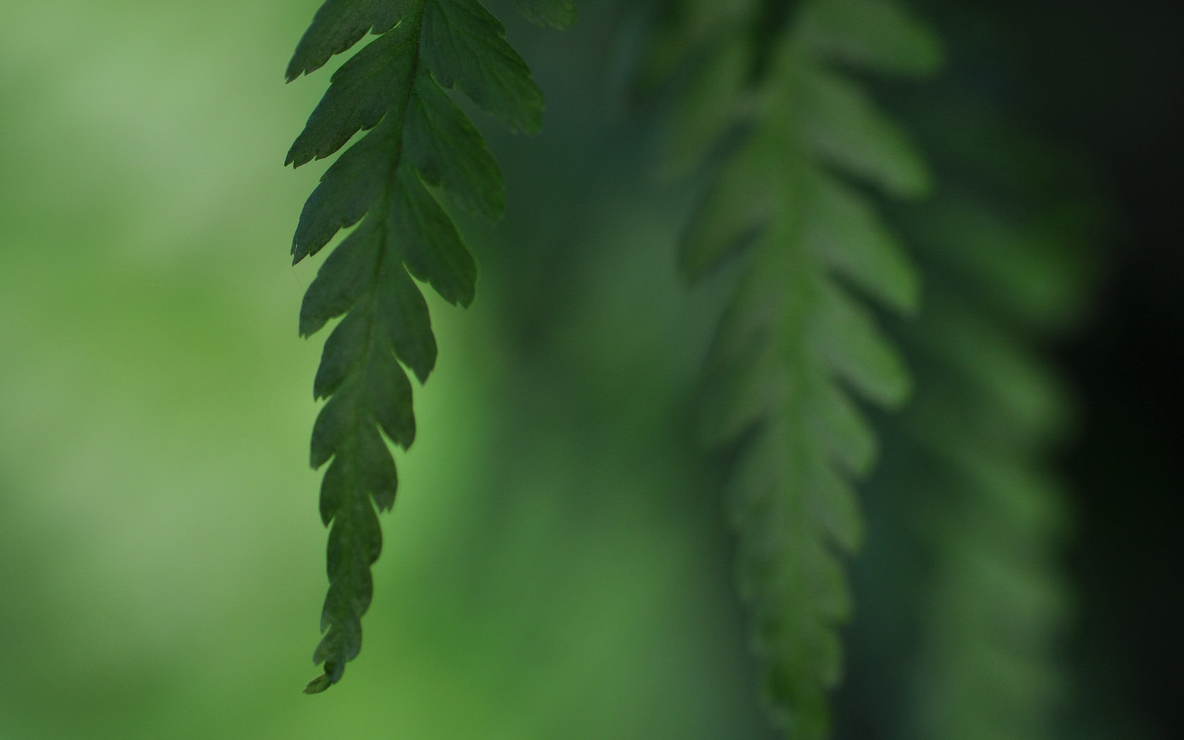 绿色植物电脑桌面图片