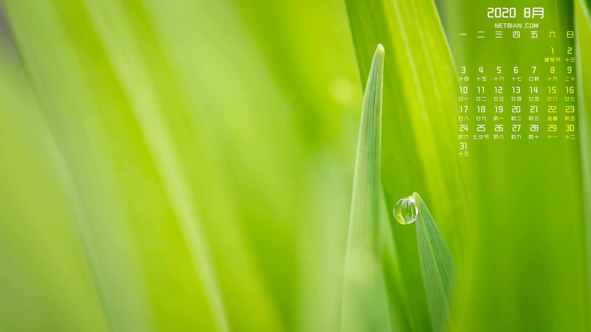 绿色植物水珠2020年8月日历桌面高清壁纸