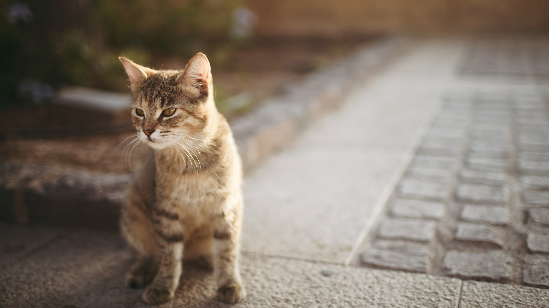 我的猫猫我的猫桌面高清壁纸