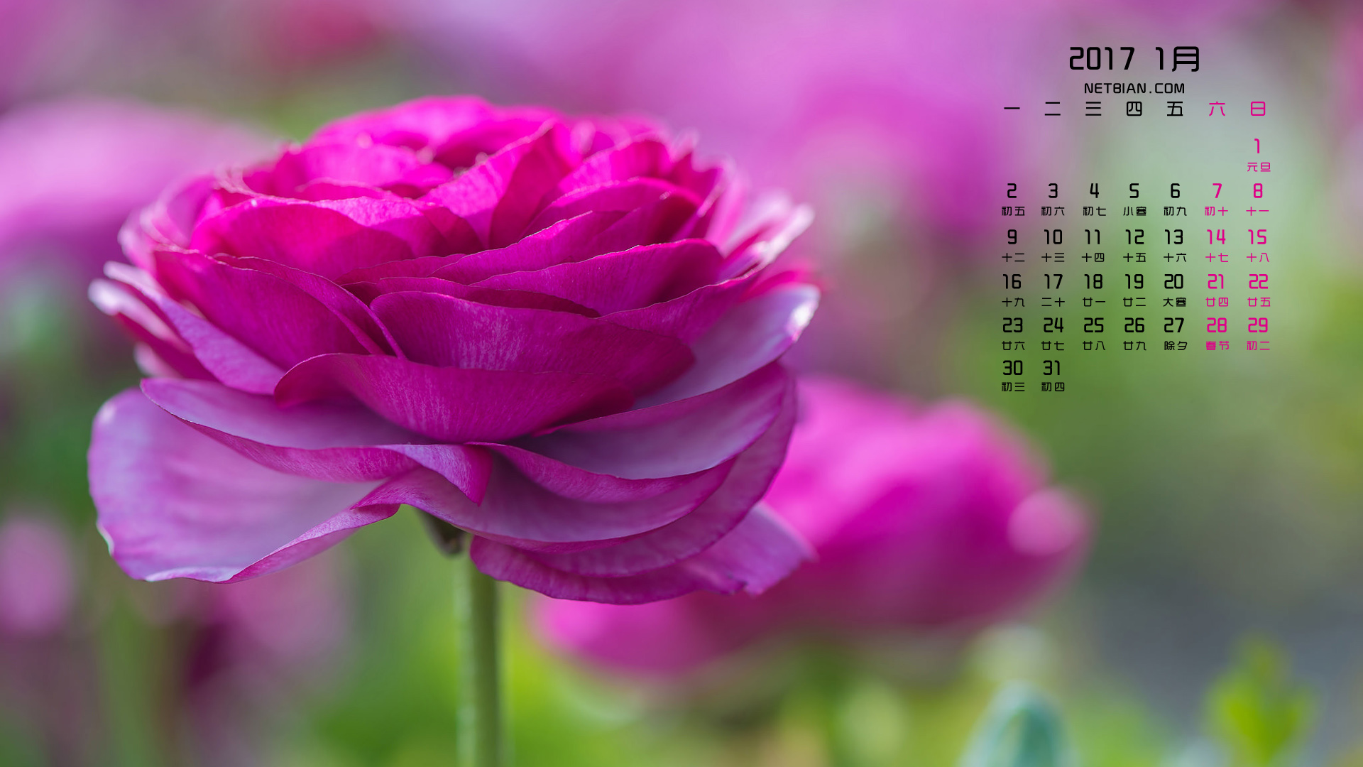 粉色花朵2017年1月日历桌面高清壁纸