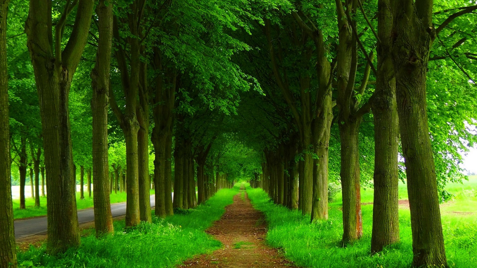 自然，春天，森林，公园，树木，道路，自然风景高清壁纸
