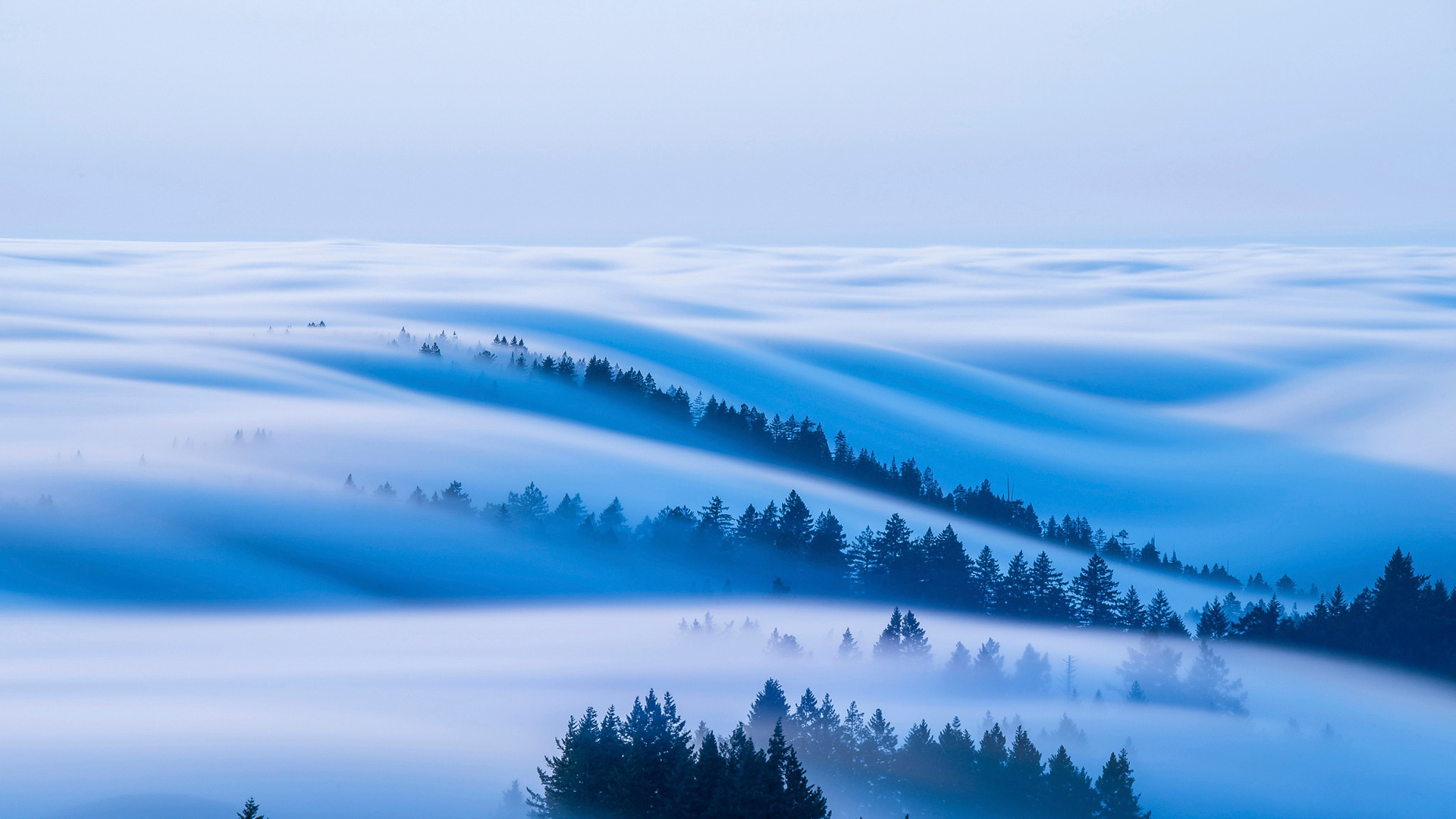 森林 天空 雾 早晨 风景桌面高清壁纸