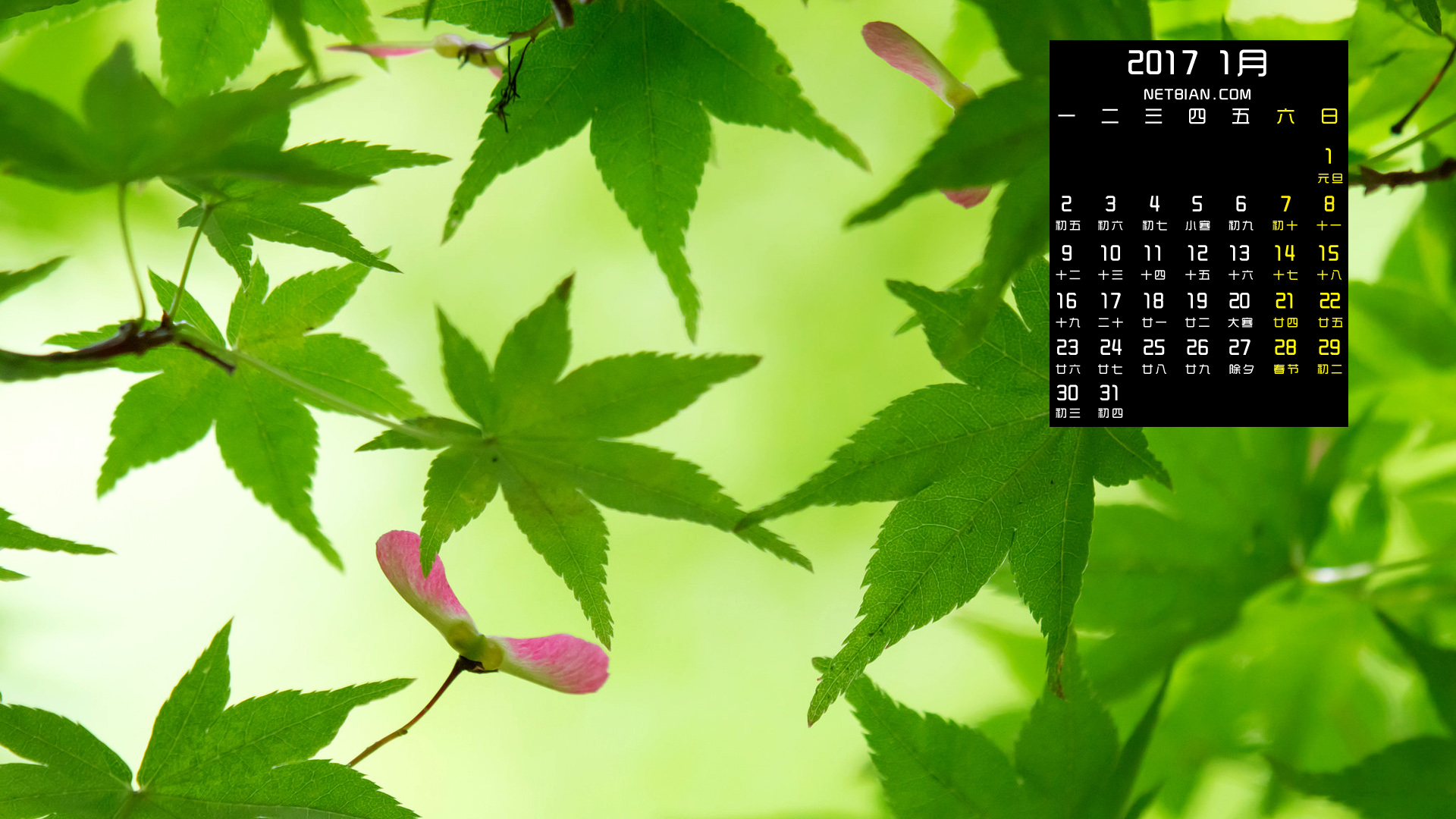 绿色的枫树叶2017年1月日历风景桌面高清壁纸