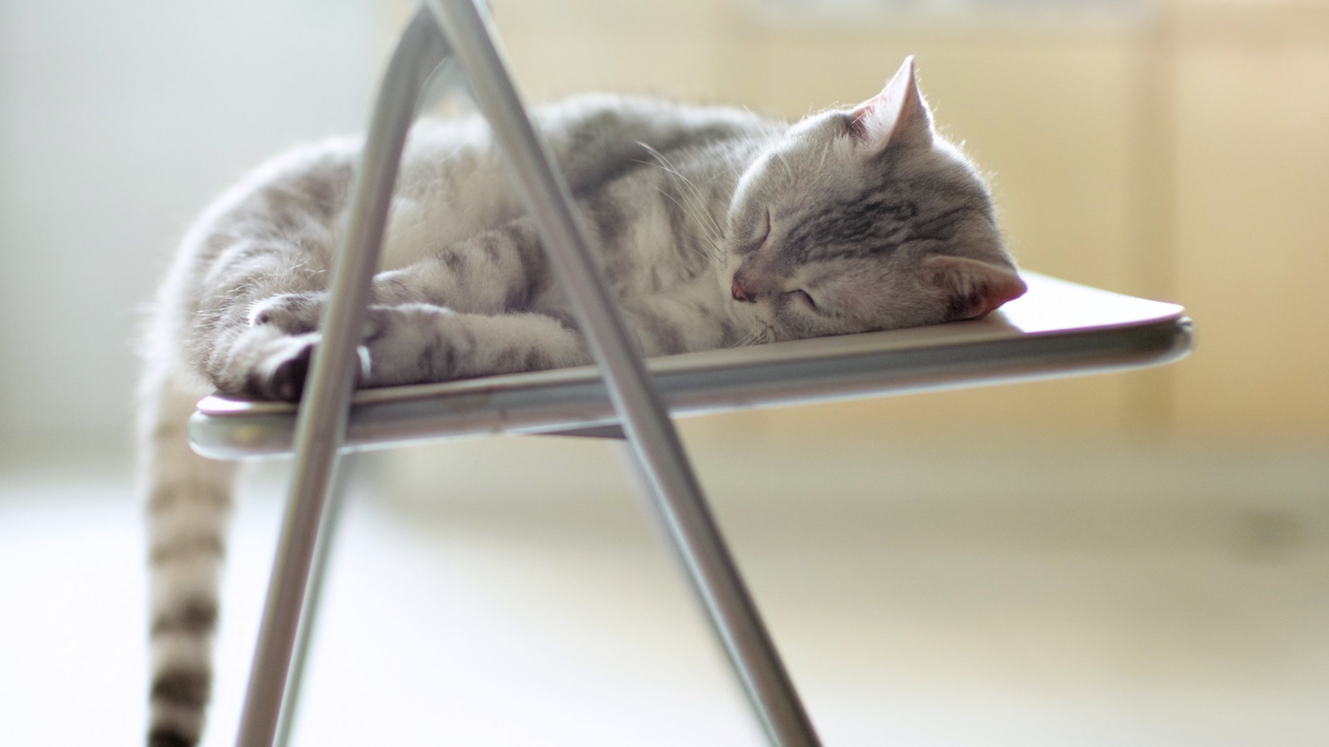 猫,椅子,睡觉,猫咪的假期周末,桌面高清壁纸