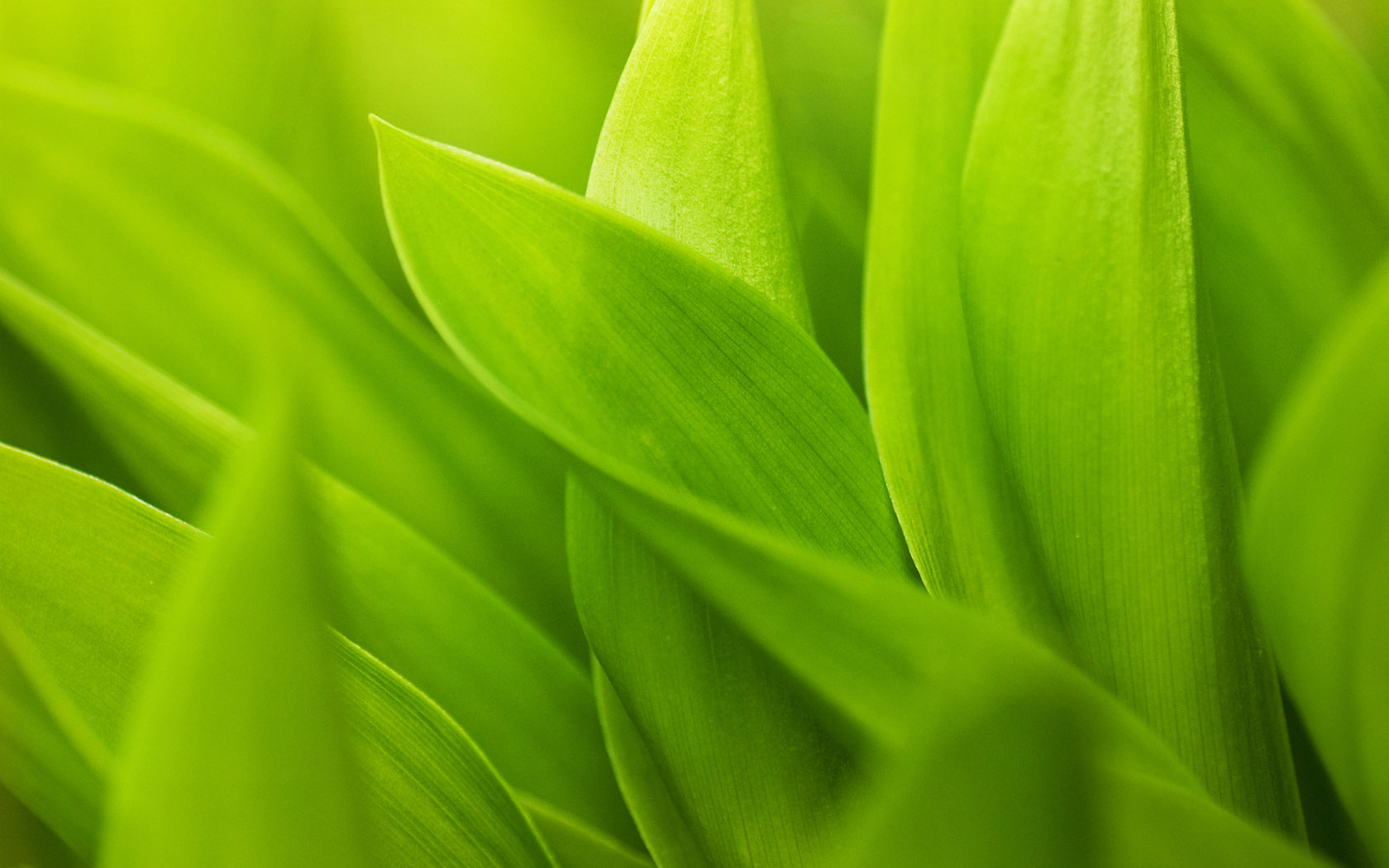 绿色植物桌面背景图片