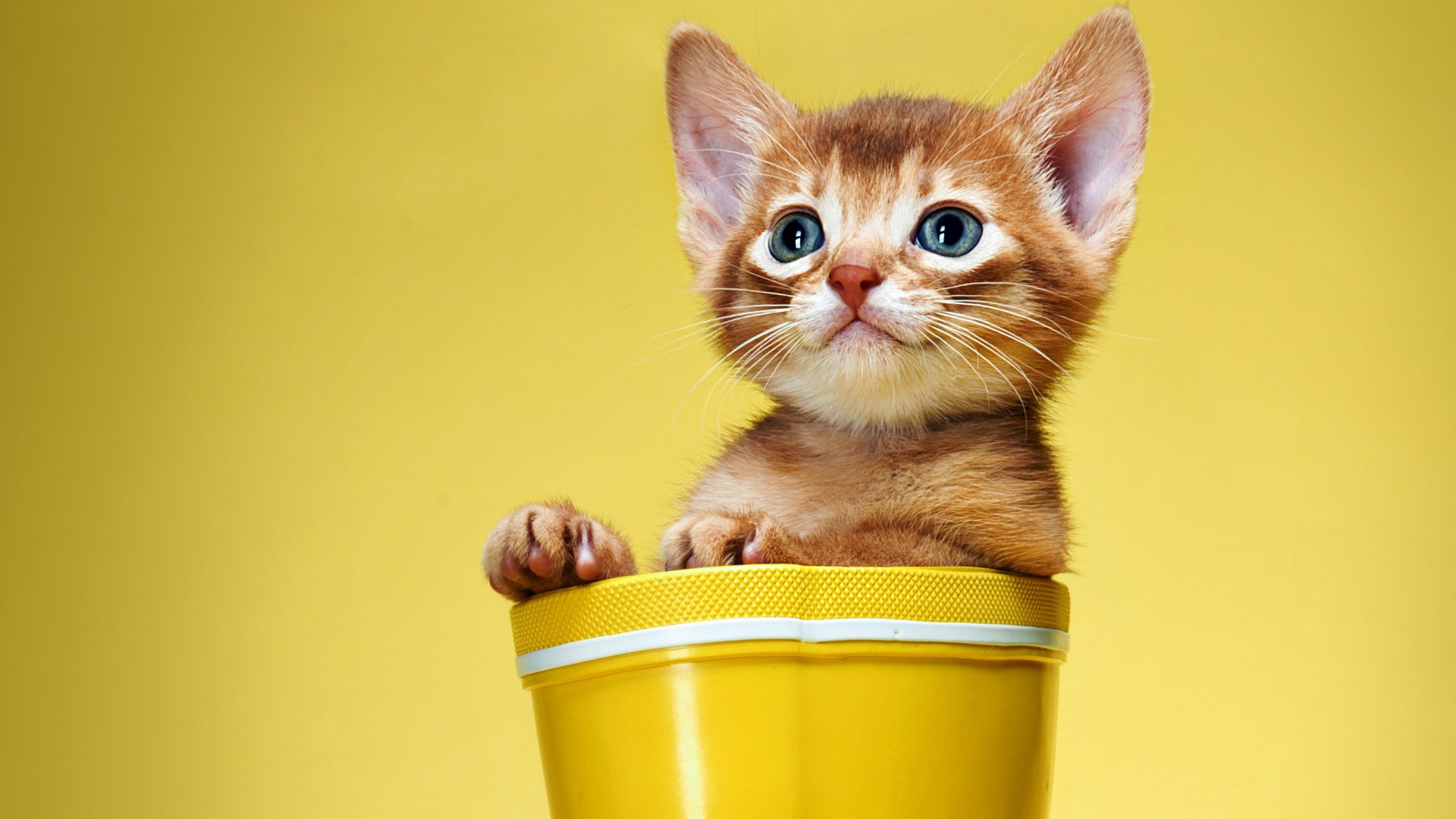 杯子里的调皮小猫桌面高清壁纸