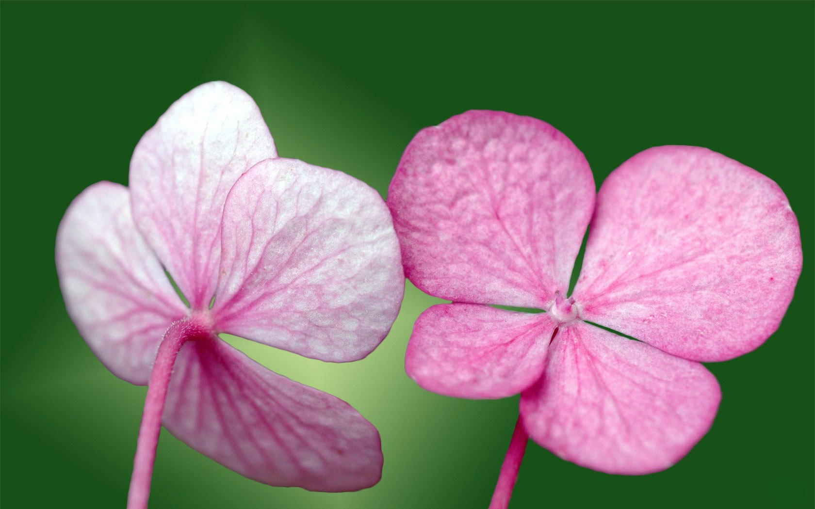 花朵桌面背景图片