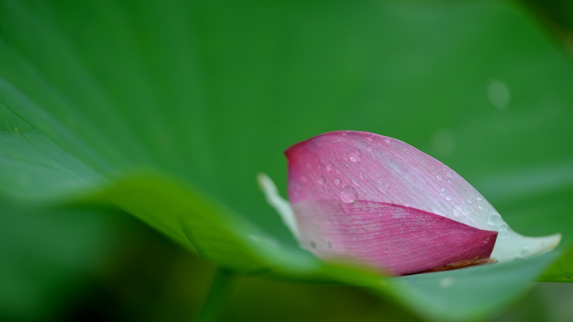 荷花,叶子,花瓣,水滴,露珠,高清壁纸