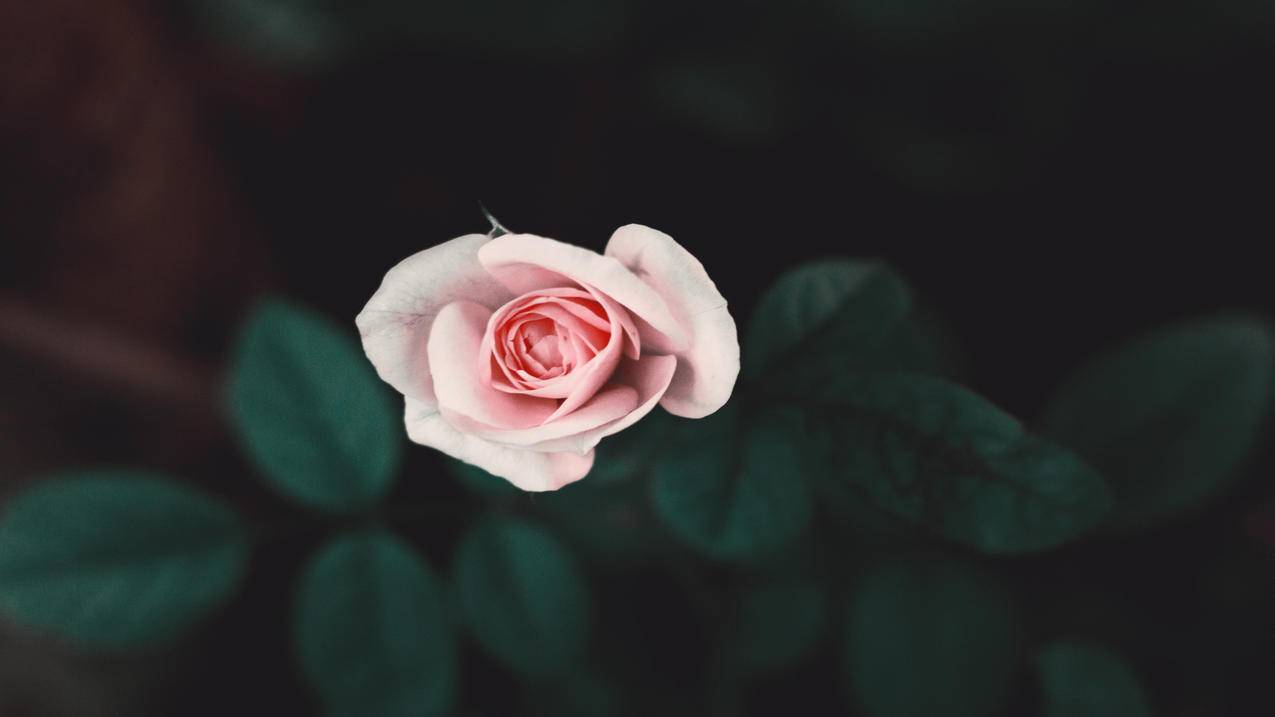 静物写真玫瑰花4k高清壁纸