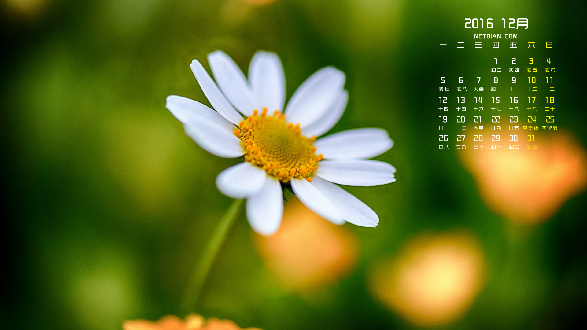 甘菊花2016年12月日历桌面高清壁纸