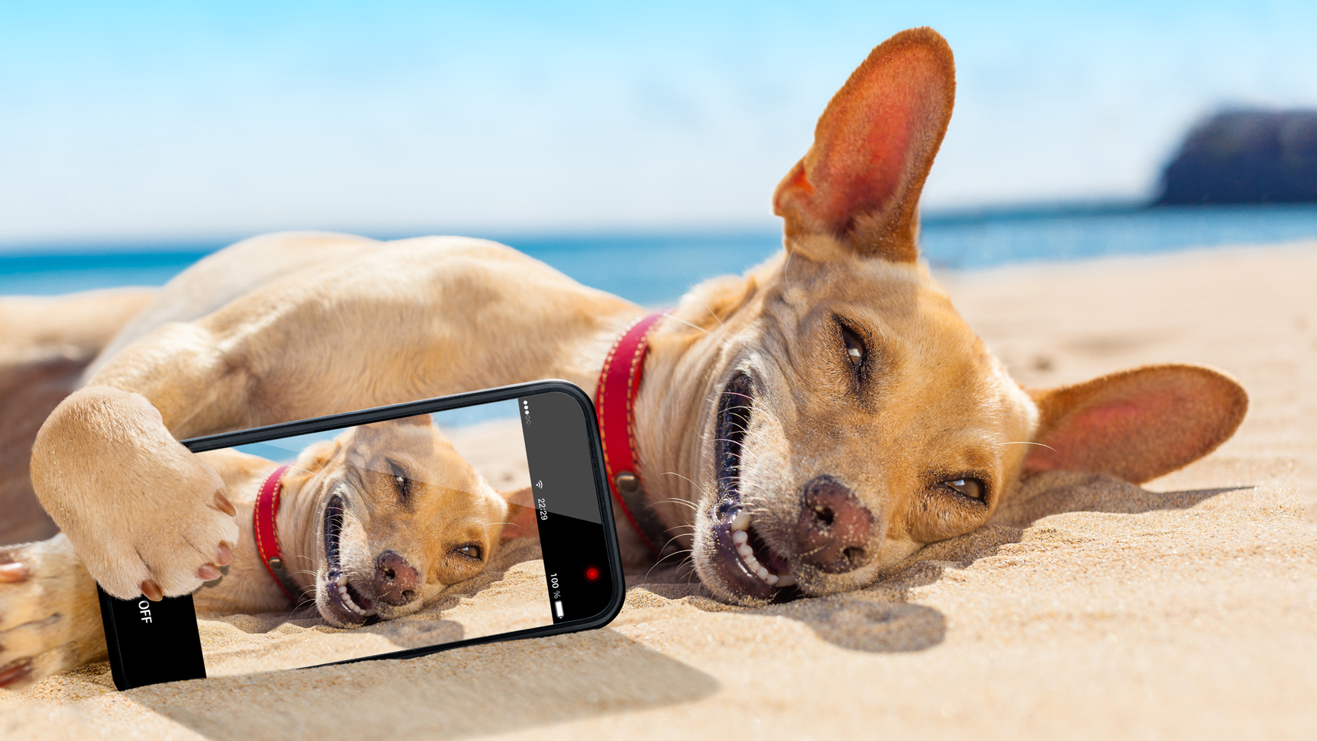 沙滩上可爱的狗狗 手机自拍 桌面高清壁纸