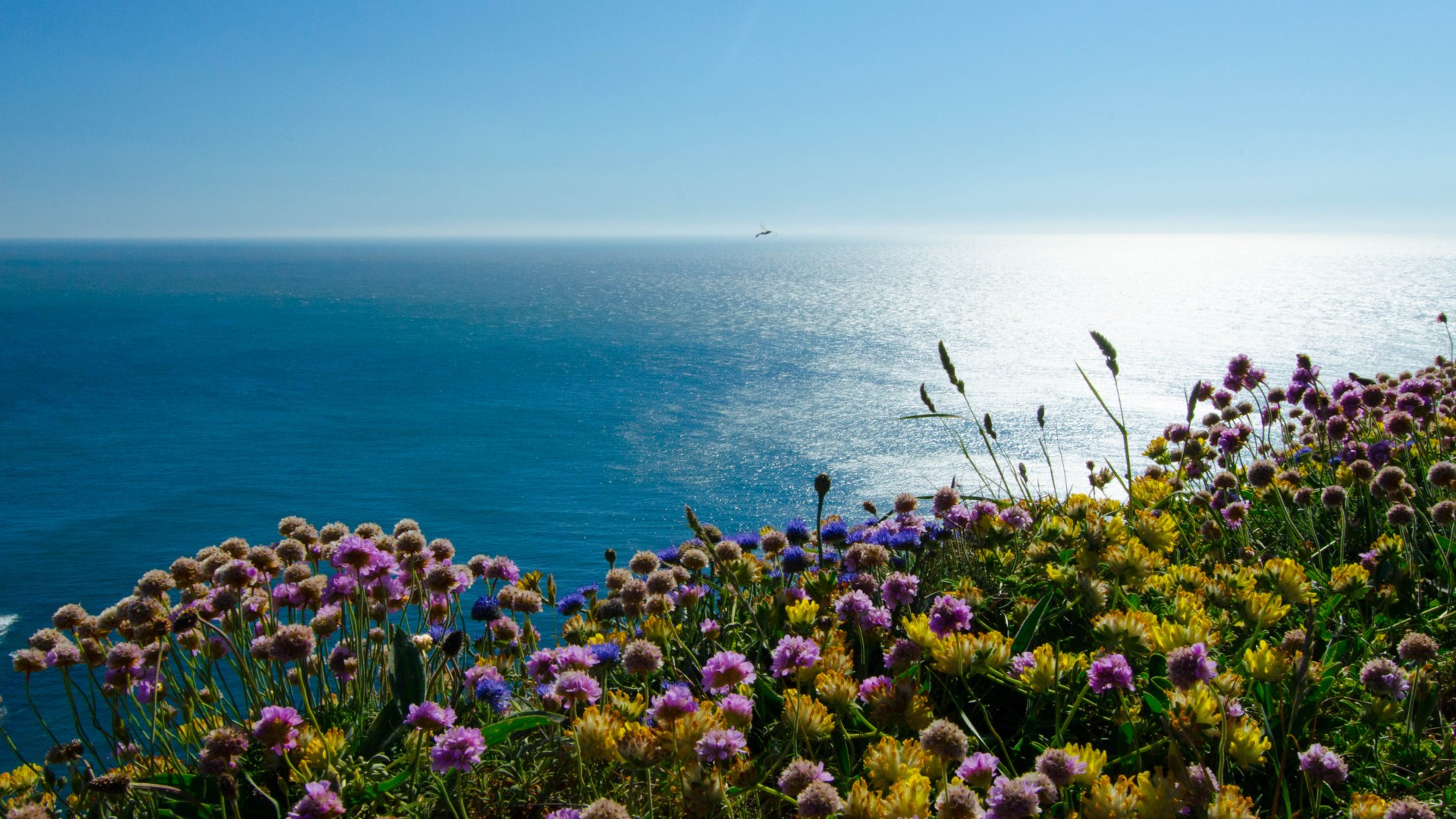 英格兰,爱尔兰海,海雀岛,鲜花,大海风景桌面高清壁纸