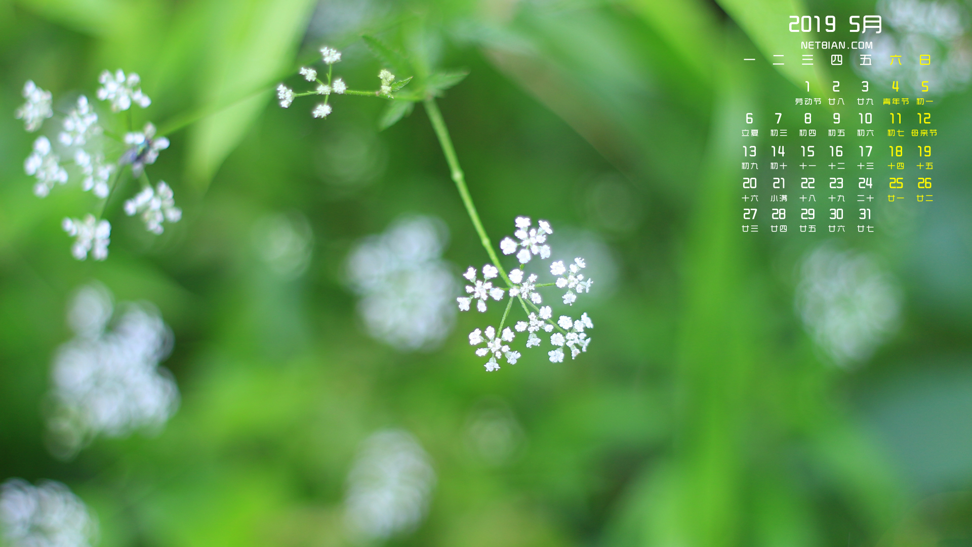 小花2019年5月日历桌面高清壁纸绿色小清新