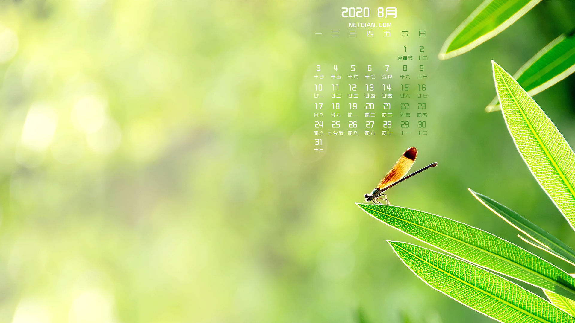 蜻蜓2020年8月日历桌面高清壁纸