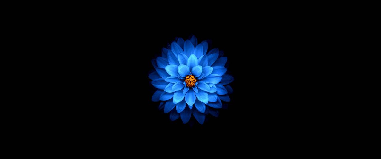 美丽蓝色花瓣带鱼屏高清壁纸