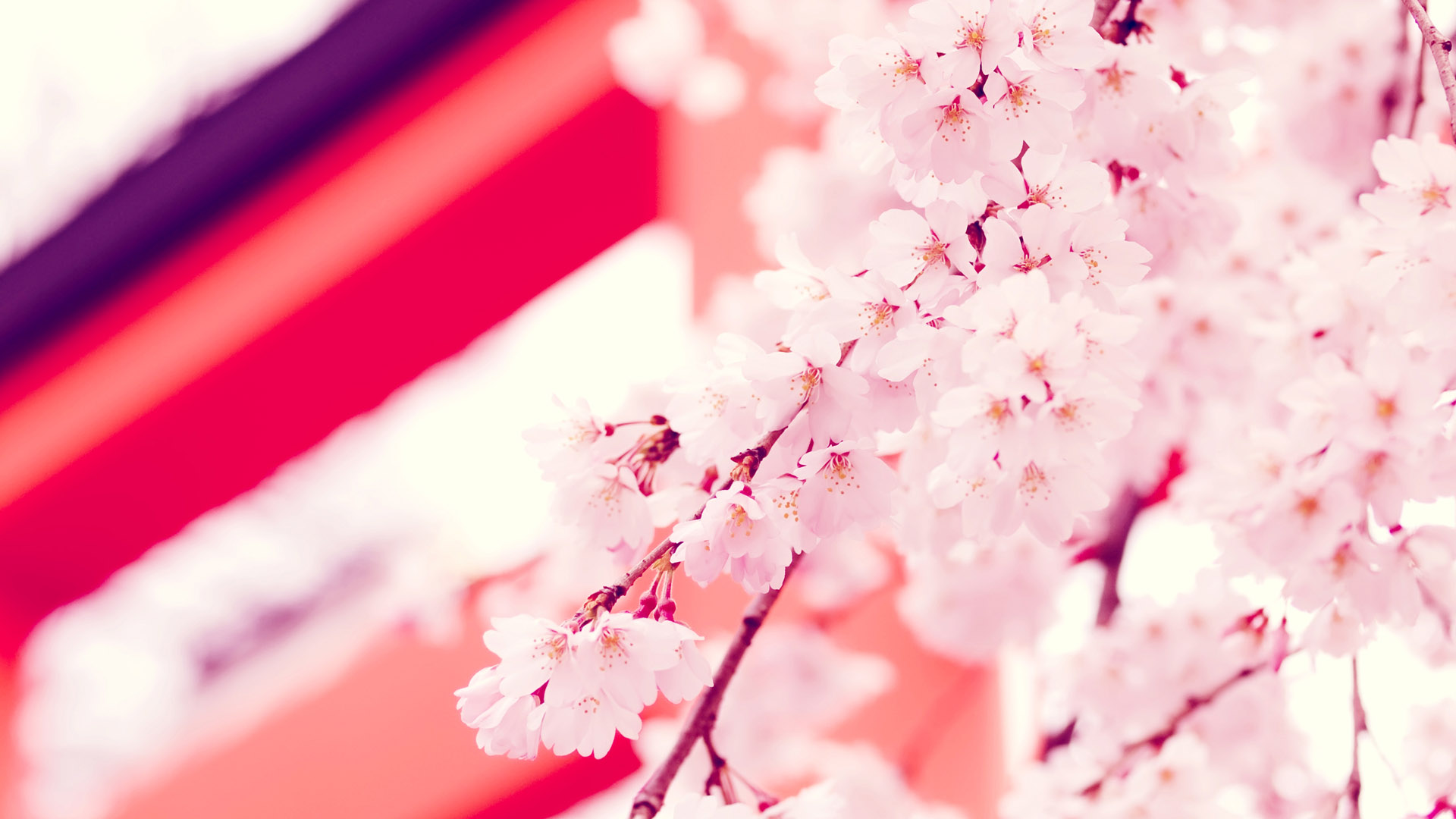 春天桃花高清壁纸、桃花图片桌面