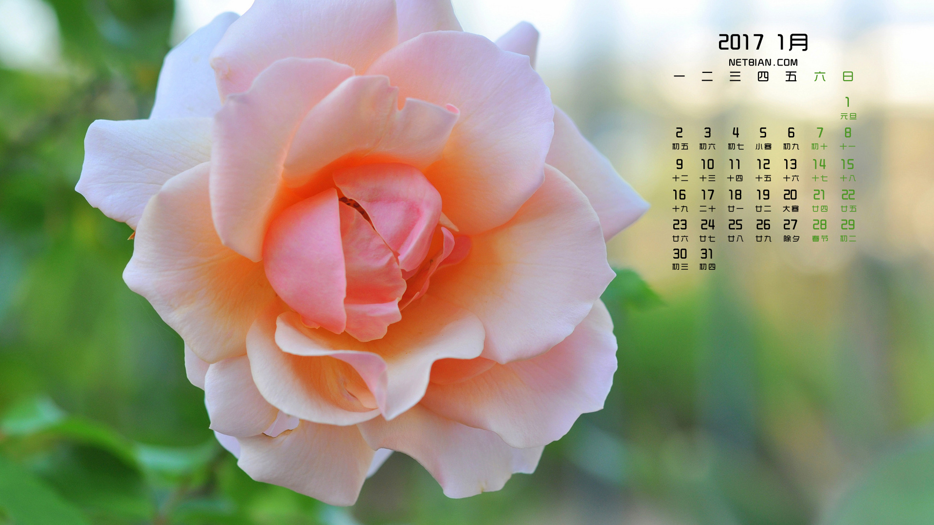 玫瑰2017年1月日历桌面高清壁纸