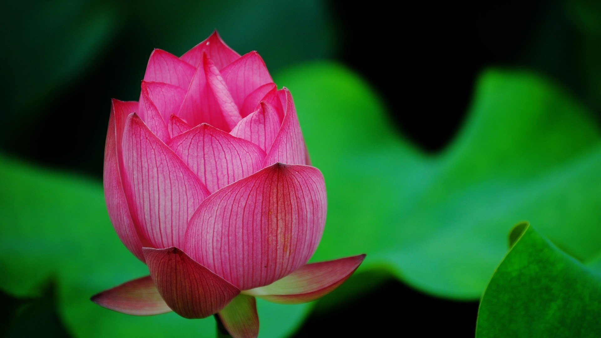 莲花花蕾绿色桌面高清壁纸