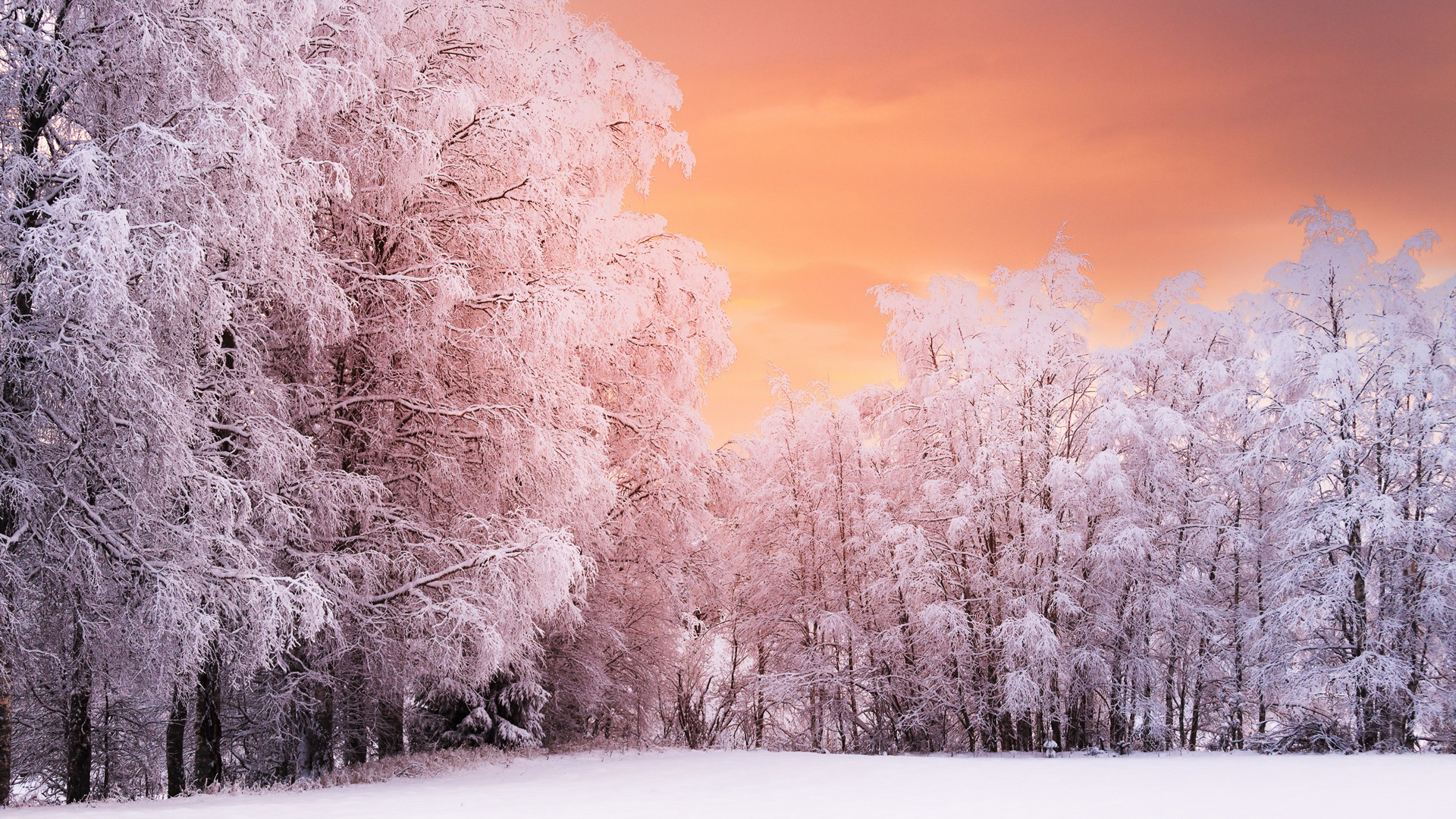 冬天,树木,雪景,自然风景桌面高清壁纸