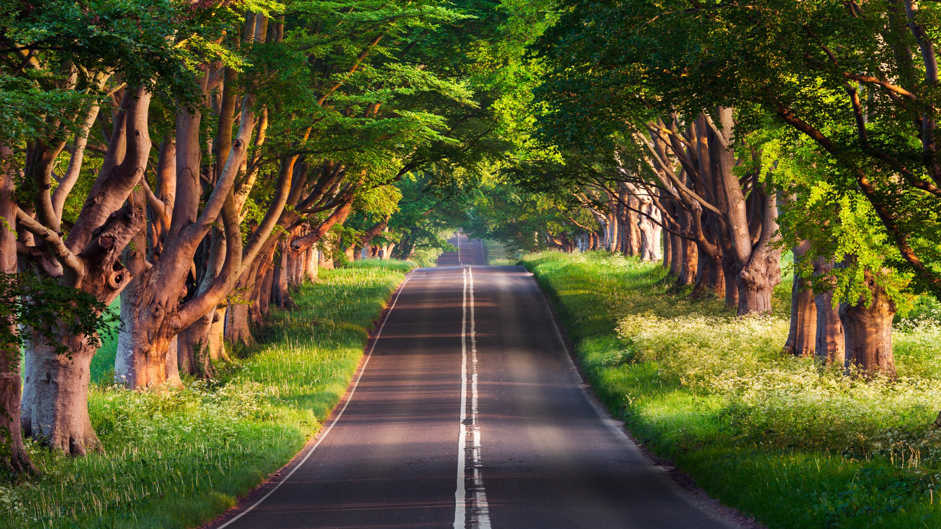 道路，绿色树林，夏天，自然，美丽的公路风景，护眼高清壁纸