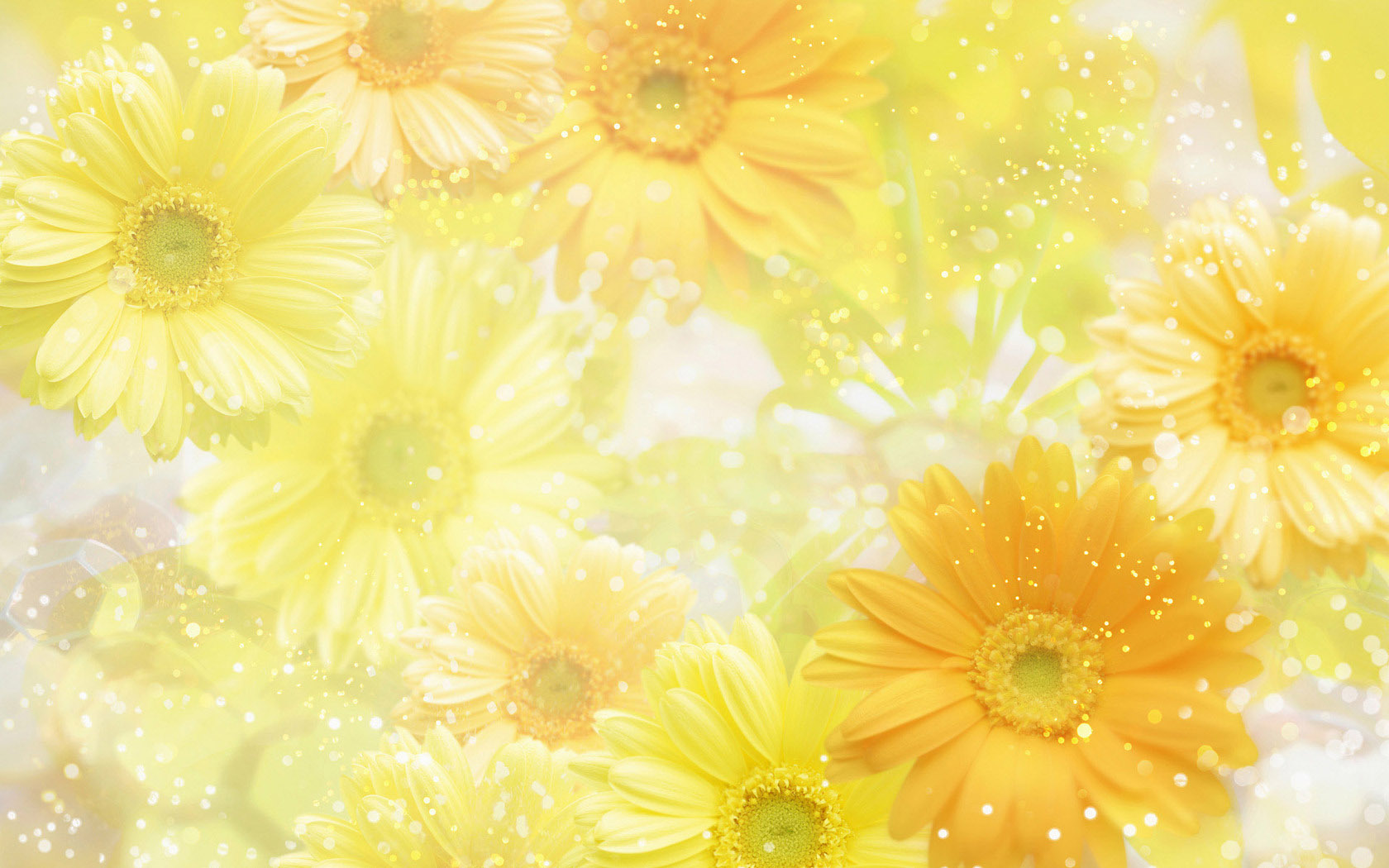 橙色花蕾桌面高清壁纸