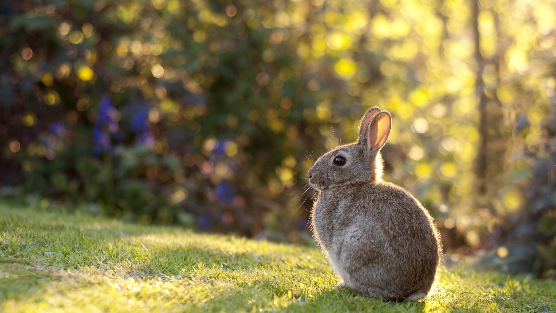 兔子,耳朵,草地,可爱兔子桌面高清壁纸