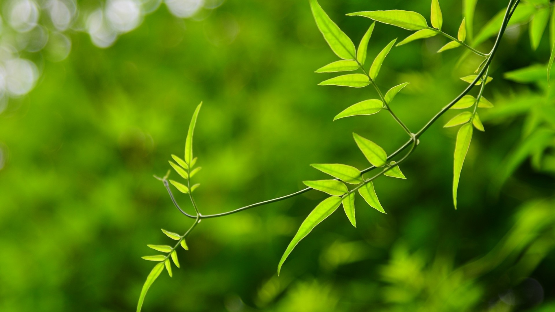 叶子,绿色的桌面, 保护视力的高清壁纸,保护眼睛的桌面高清壁纸
