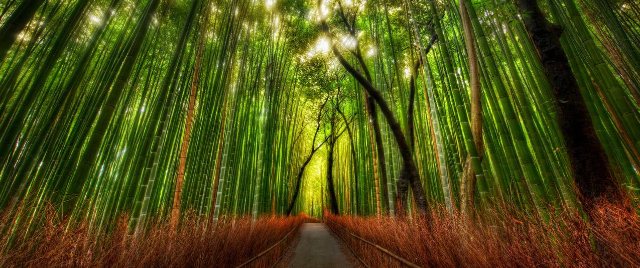 日本京都竹林风景带鱼屏高清壁纸