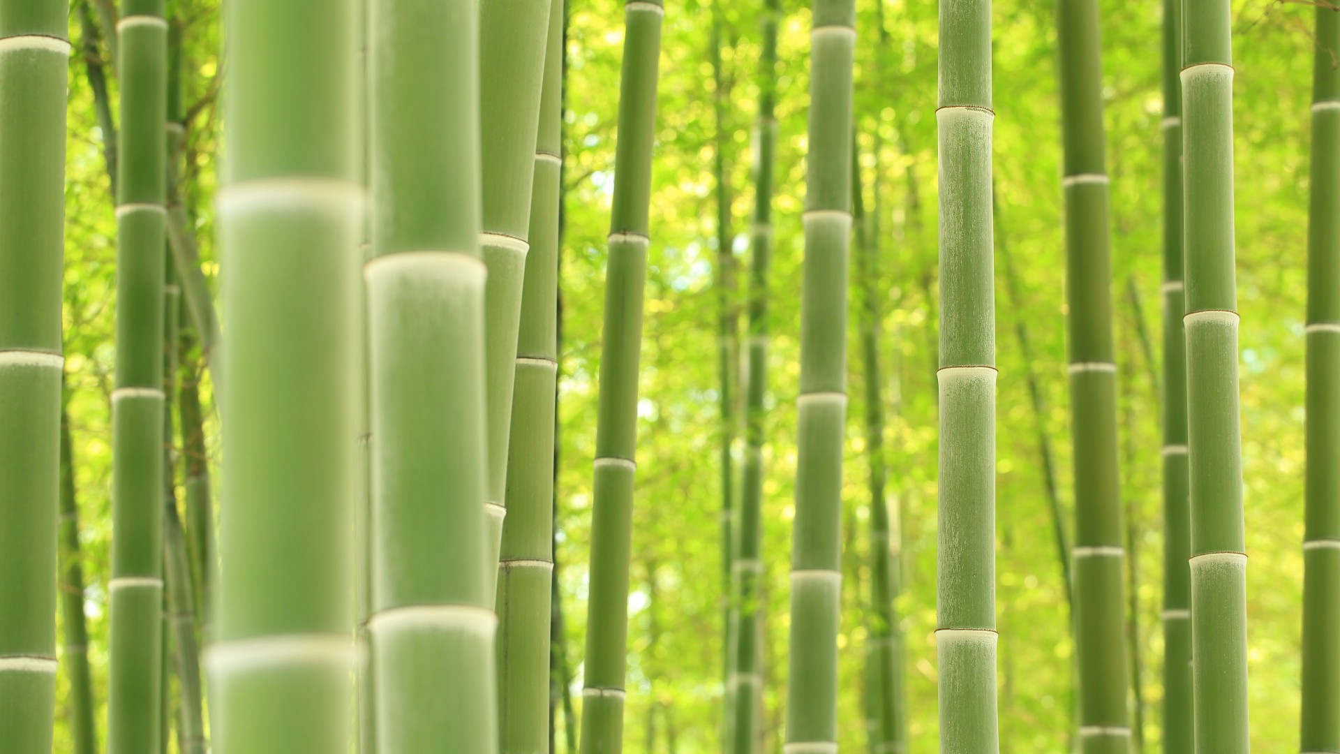 竹林,竹海,自然风景竹子电脑高清壁纸