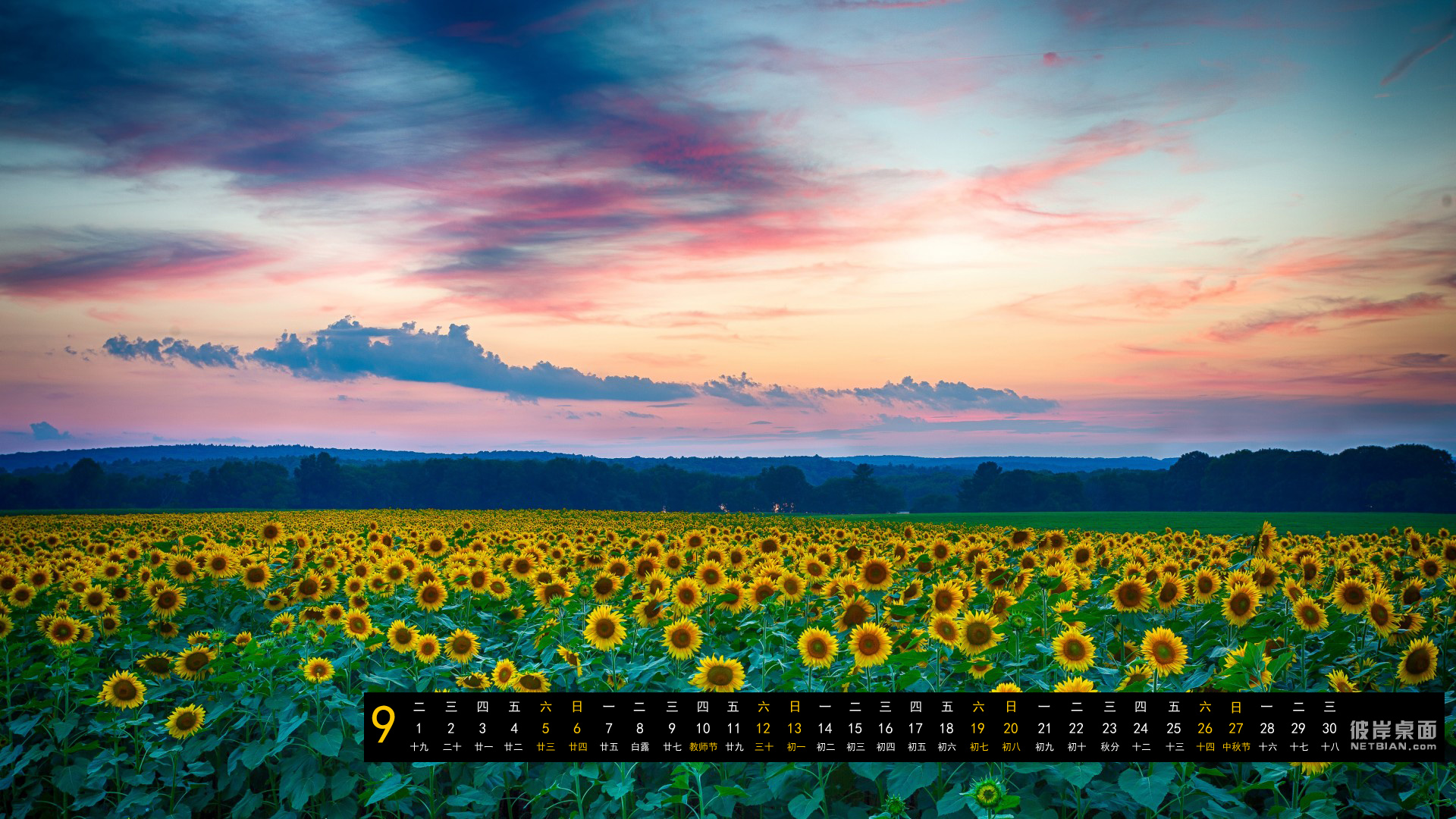 向日葵 花海 风景 2015年9月桌面日历高清壁纸