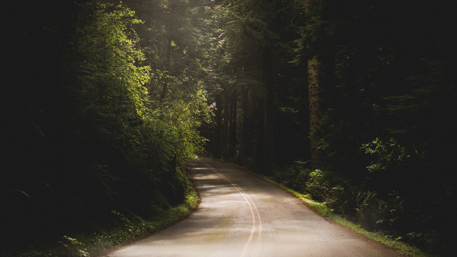 道路，沥青，树，主题自然风景桌面高清壁纸