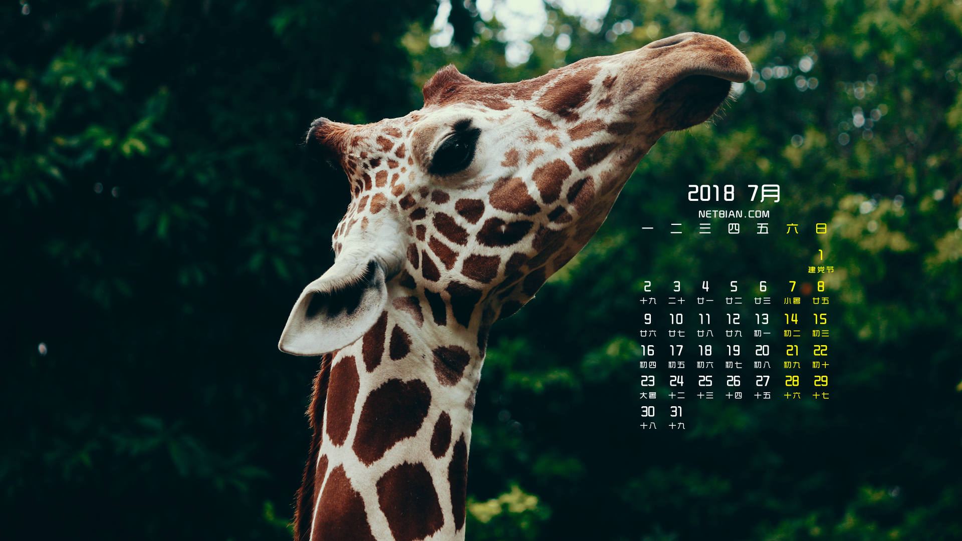 长颈鹿2018年7月日历桌面高清壁纸