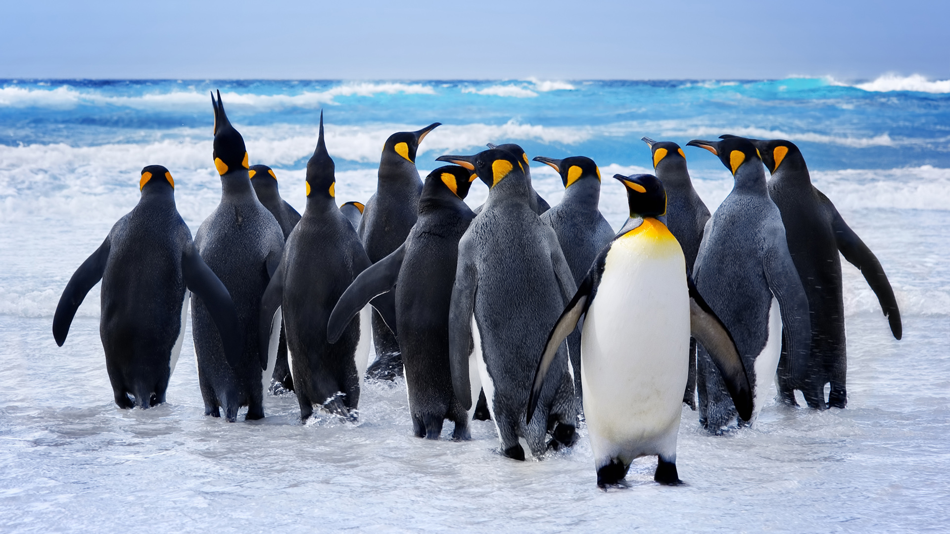 海边的一群企鹅桌面高清壁纸