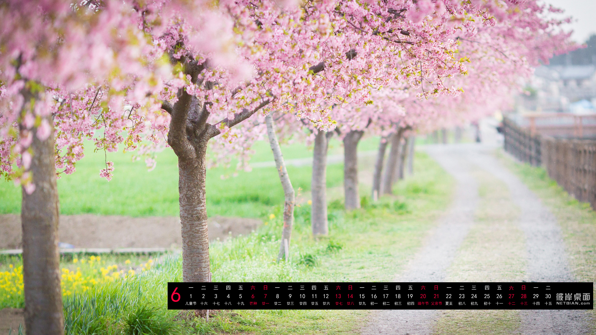 彼岸2015年6月日历桌面高清壁纸 安静，花海，小路，风景