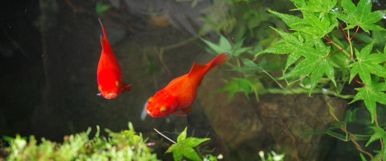 红色金魚带鱼屏高清壁纸
