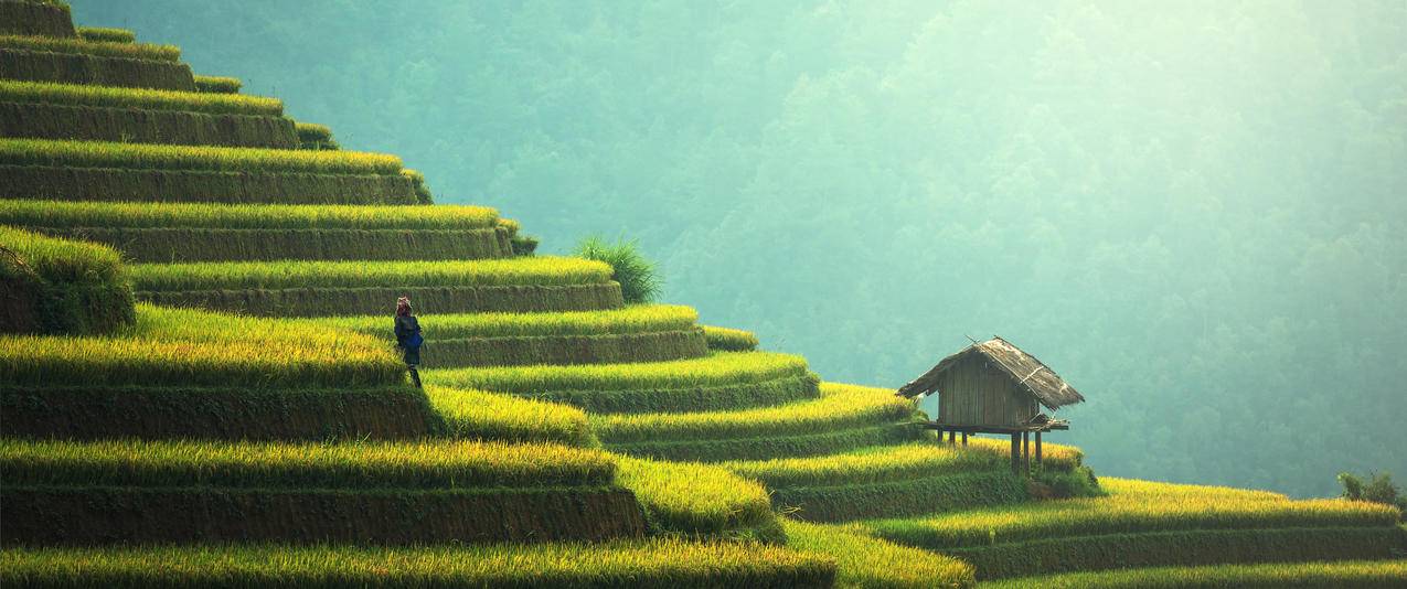 秋天梯田水稻风景带鱼屏高清壁纸