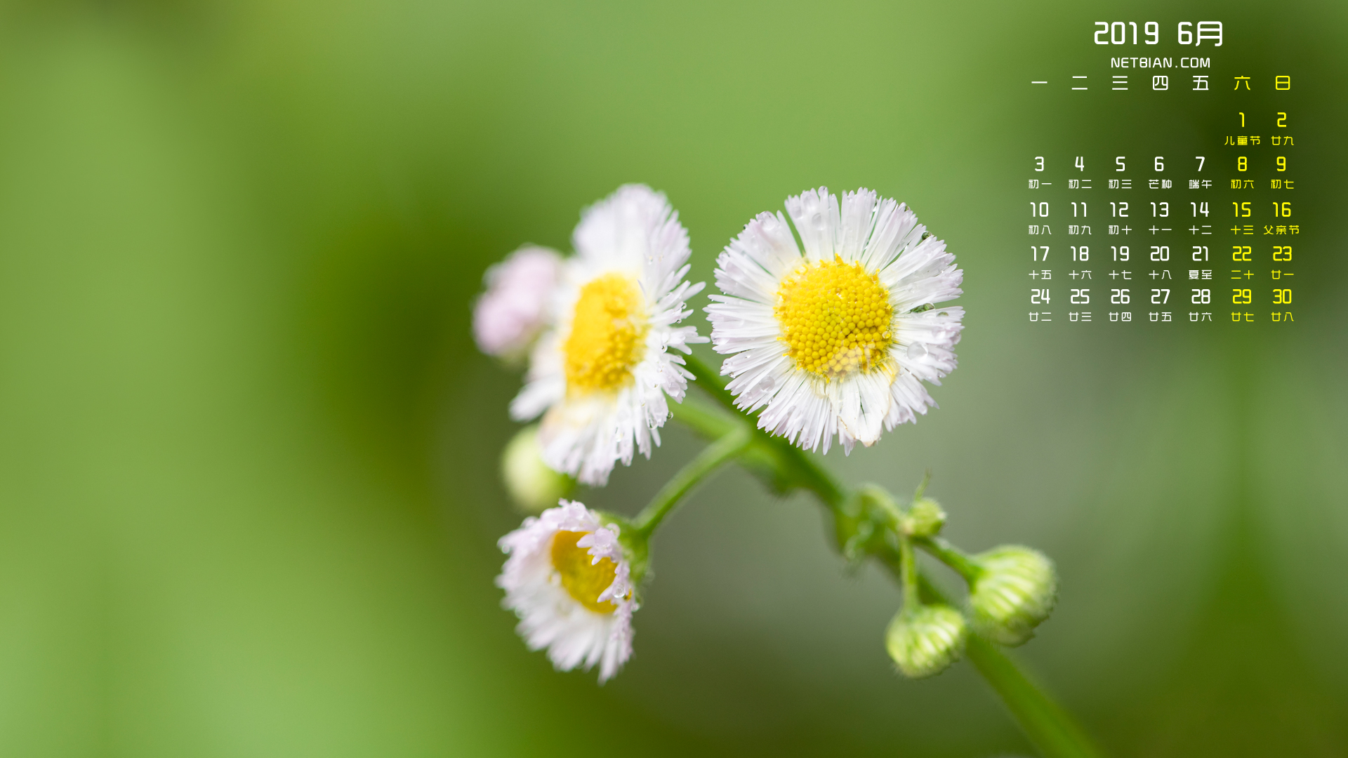 小雏菊2019年6月日历桌面高清壁纸护眼